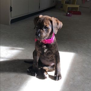 Meet your Posher, Maggie